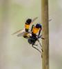 242557 – Photo : Bernard Ginesy – France (13)